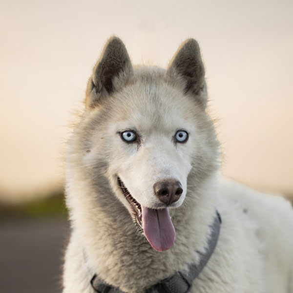 Sam