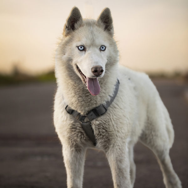 Sam